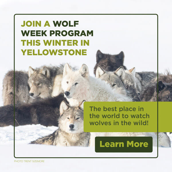 Join a wolf week program this winter in Yellowstone