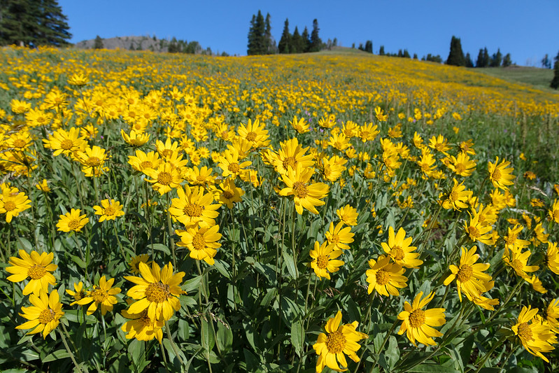 One-flower helianthella bloom on Dunraven Peak - Helianthella uniflora