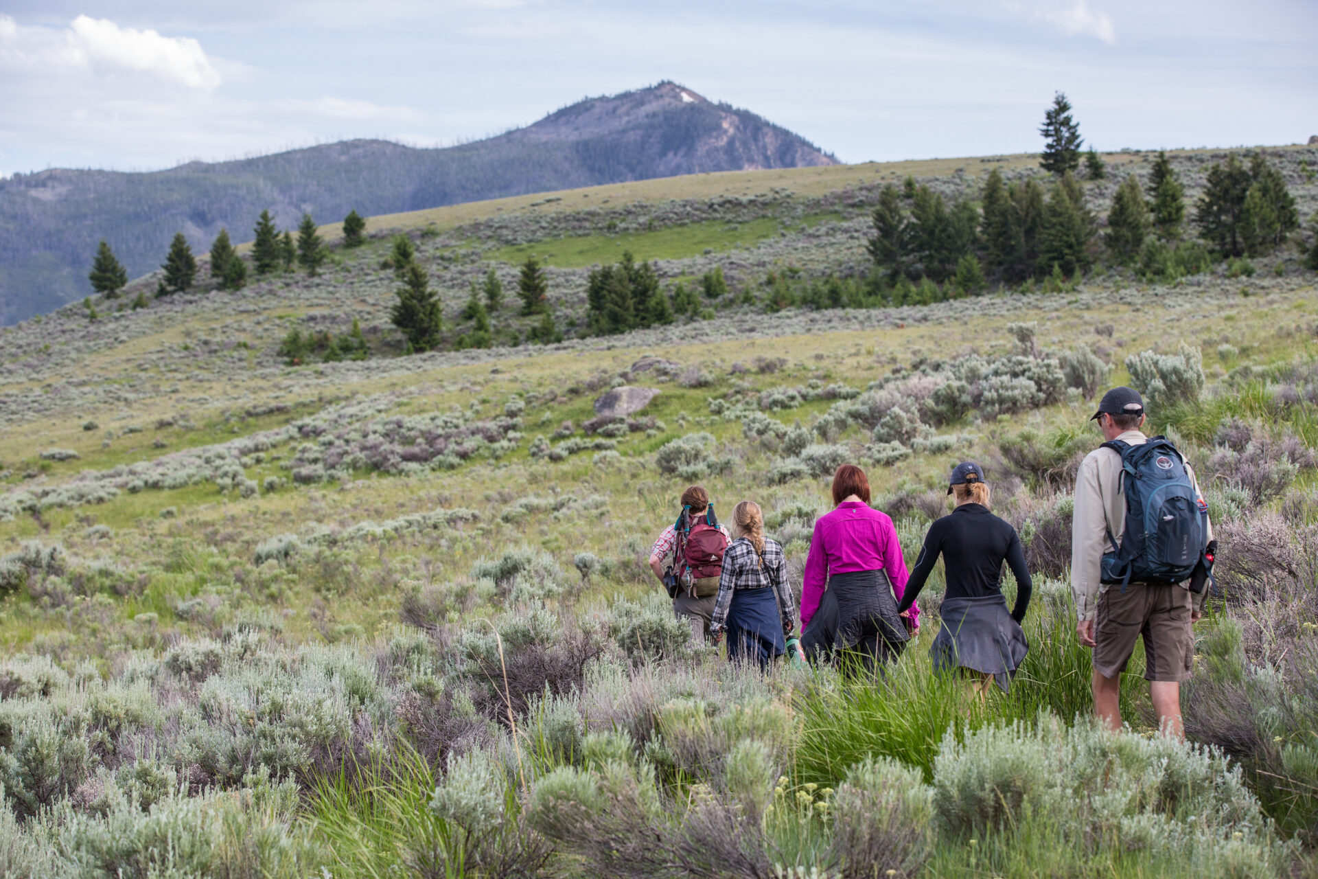 A group hiking through a meadow with a view of Bunsen Peak in the background