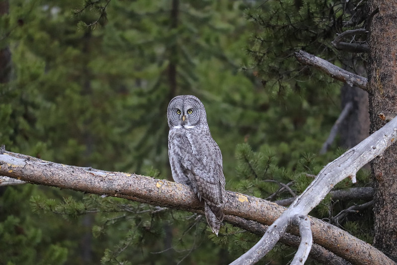 A Great Gray Owl perched on a branch