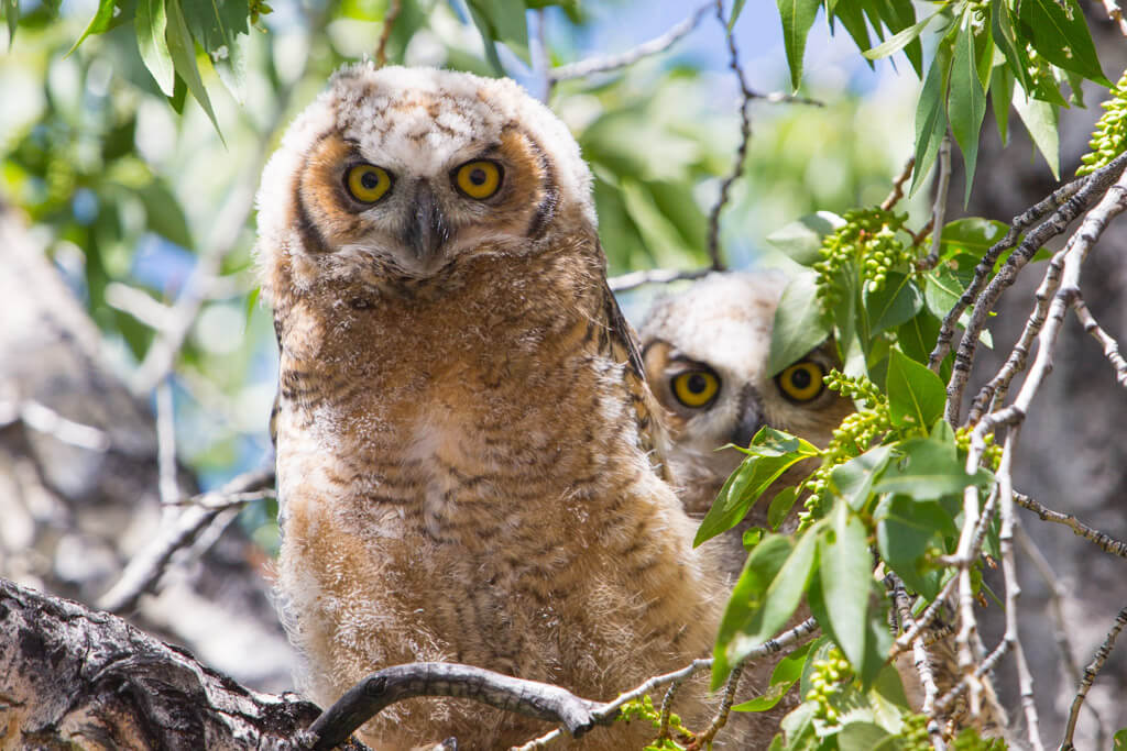 NPS_GreatHornedOwlets_MammothHotSprings_JUN16_HerbertNeal