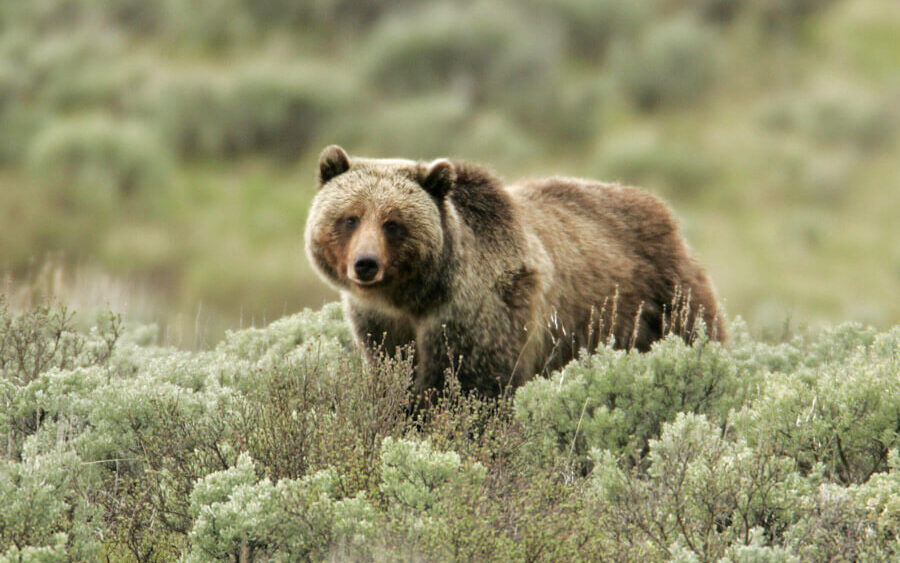 jim-peaco-grizzly-bear-boar-spring