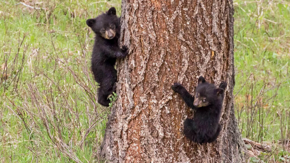 Black bear cubs climbing a tree in Yellowstone's northern range in spring.