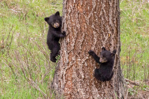 Black bear cubs climbing a tree in Yellowstone's northern range in spring.
