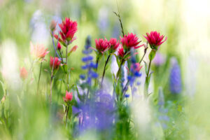 Indian Paintbrush and other wildflowers found in Yellowstone's Lamar Valley.