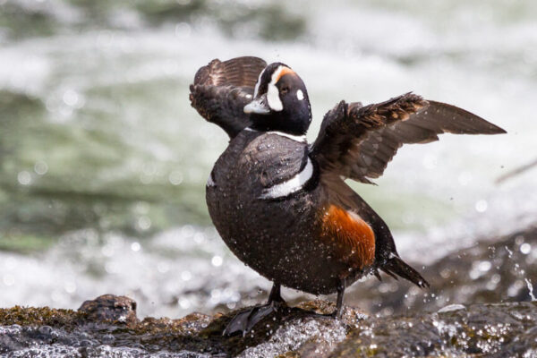 A harlequin duck rests on a rock on the Yellowstone River in Hayden Valley.