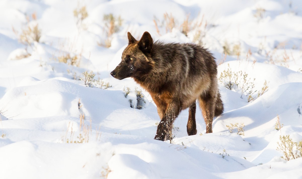 20120407BlackWolfPortrait_LamarValley_APR12_LudinMatt_Ludin_8866-crop