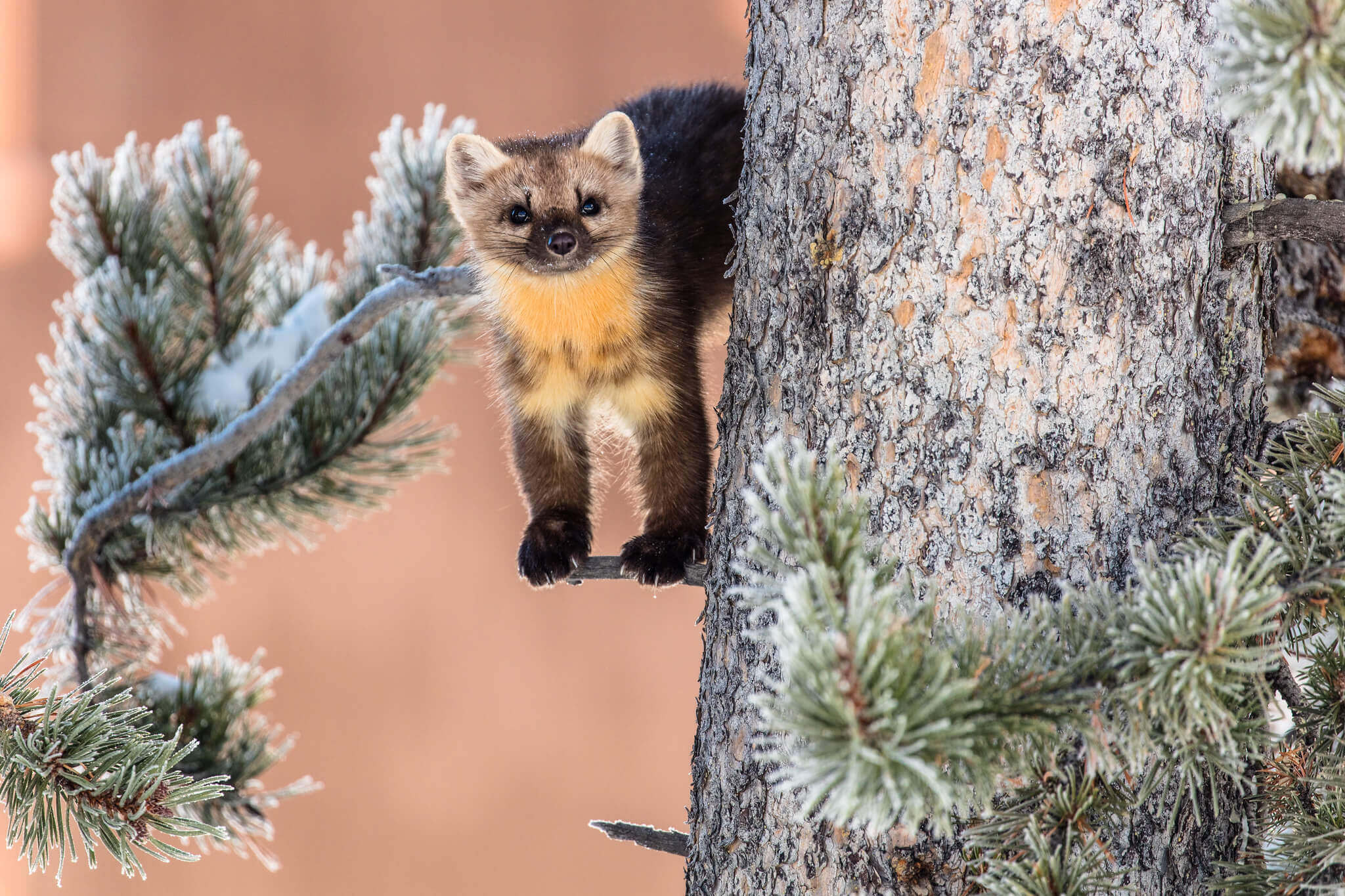 Marten-in-a-tree-yellowstone-Jacob-Frank-NPS (1)