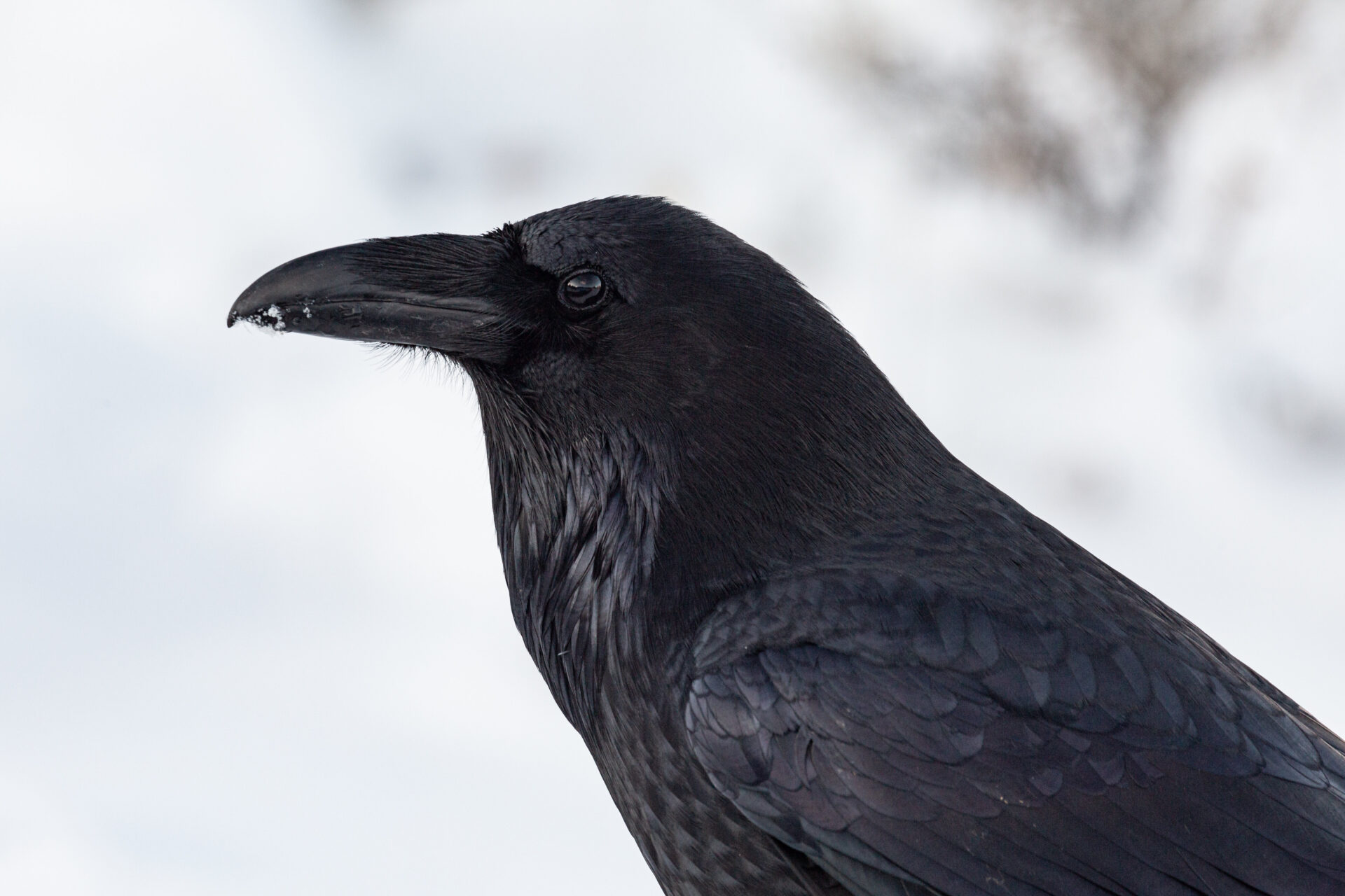 Profile-of-a-raven-yellowstone-nps-josh-spice