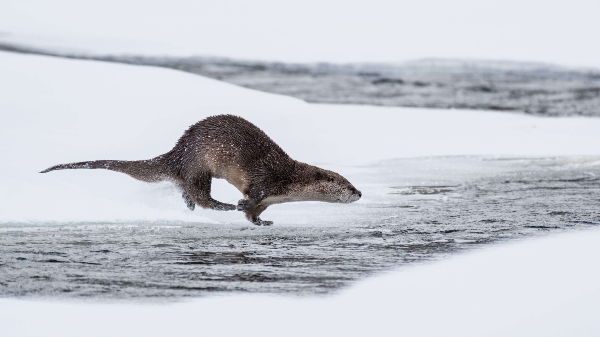 River-otter-dive-sequence-NPS-Josh-Spice-Yellowstone