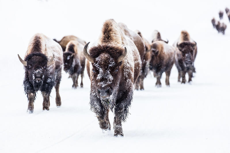 bison-group-in-the-road-near-frying-pan-spring-yellowstone-nps-jacob-frank (1)