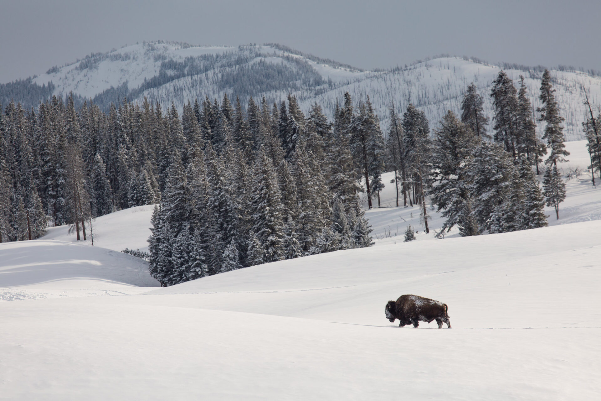 bull-bison-blacktail-deer-plateau-yellowstone-nps-neal-herbert-l bull-bison-blacktail-deer-plateau-yellowstone-nps-neal-herbert-l