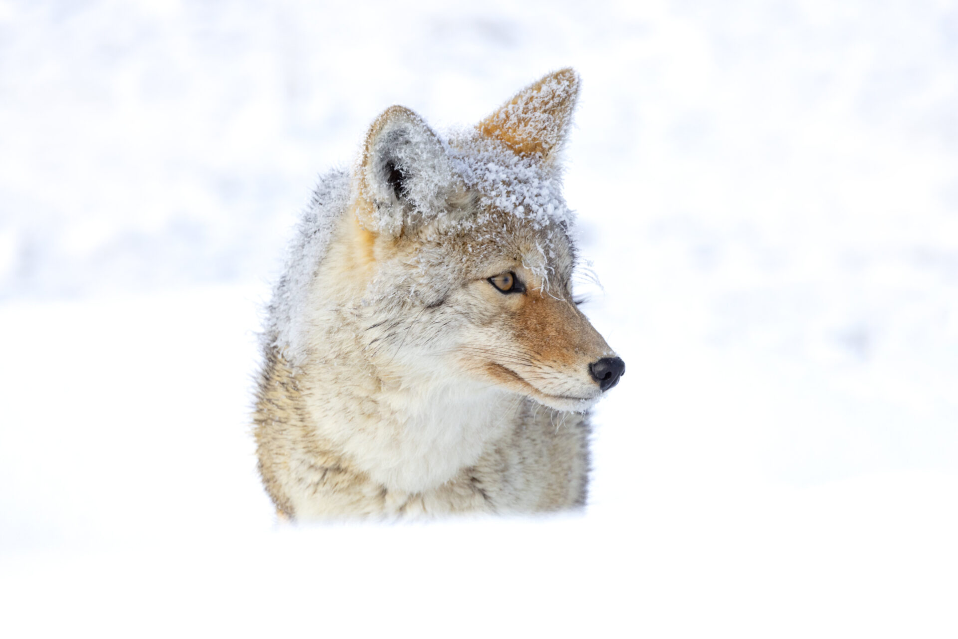 coyote-in-the-snowbank-yellowstone-nps-jacob-frank