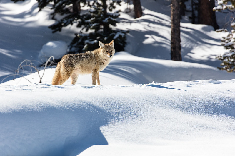 coyote-on-daisy-geyser-boardwalk-yellowstone-nps-jacob-frank