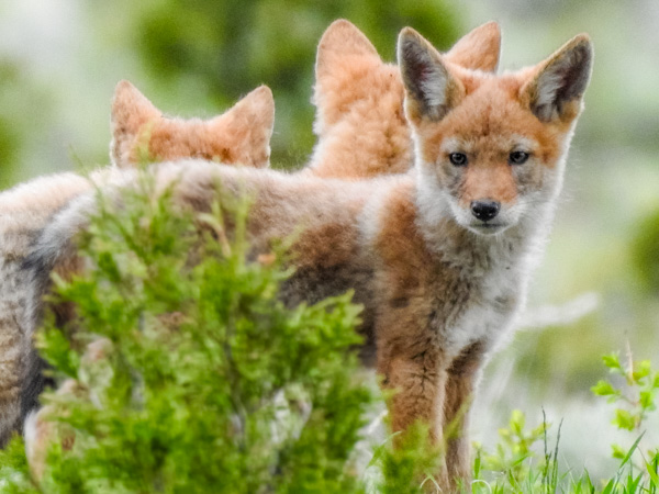 coyote-pups-yf-nancy-lewis-june-2024