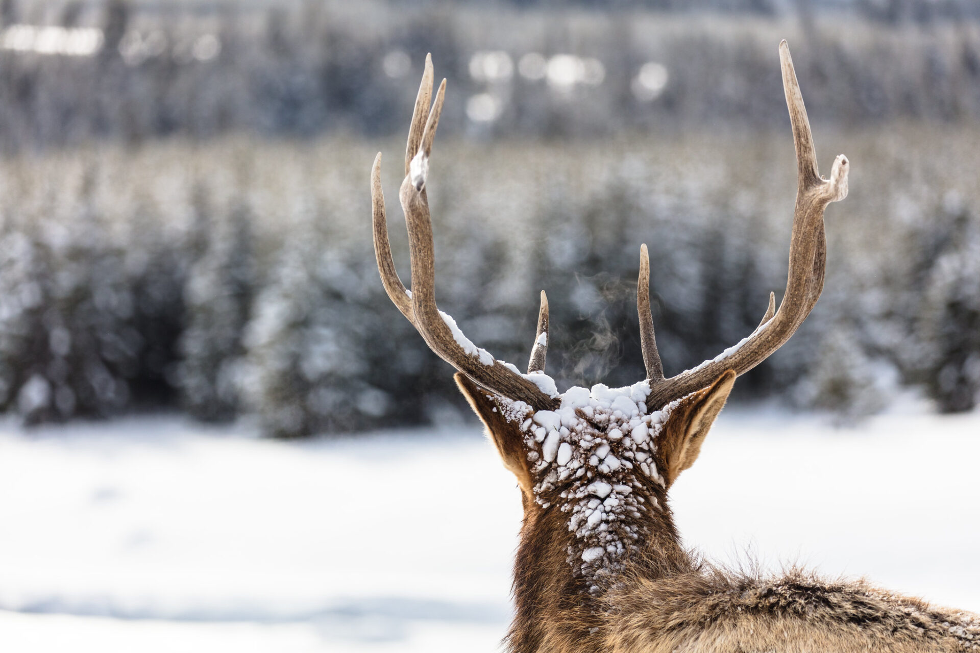 elk-portrait-from-behind-yellowstone-nps-jacob-frank-xl