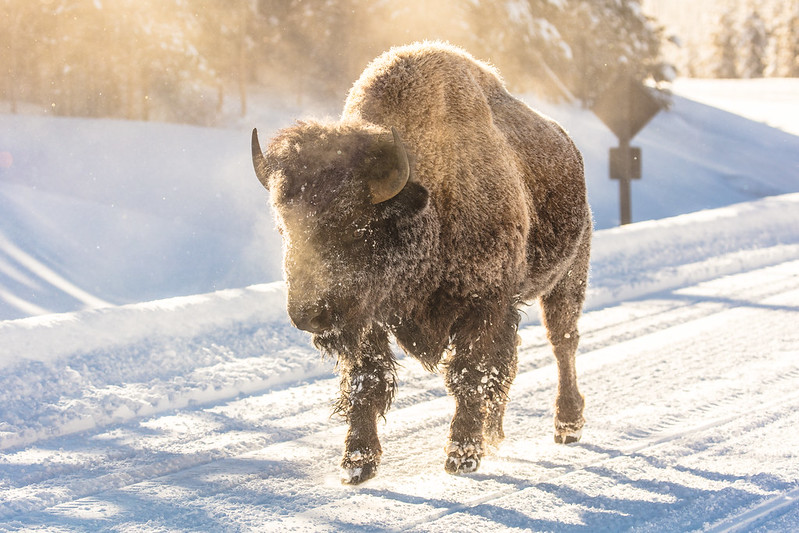 frosty-bison-on-a-cold-morning-yellowstone-nps-jacob-frank-med