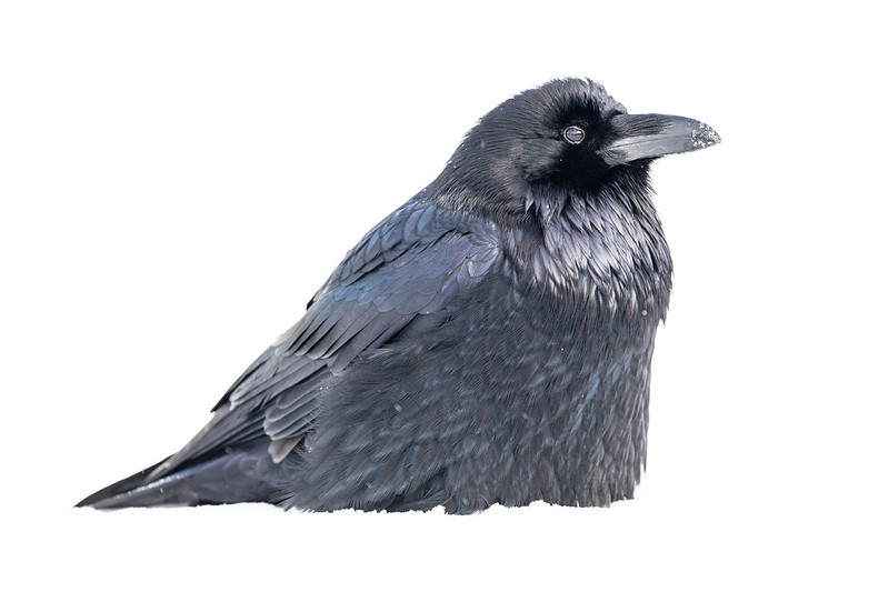 raven-bedded-in-the-snow-yellowstone-nps-jacob-frank-medium