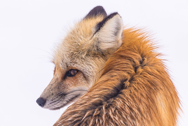 red-fox-in-lamar-valley-yellowstone-nps-chris-ferrante