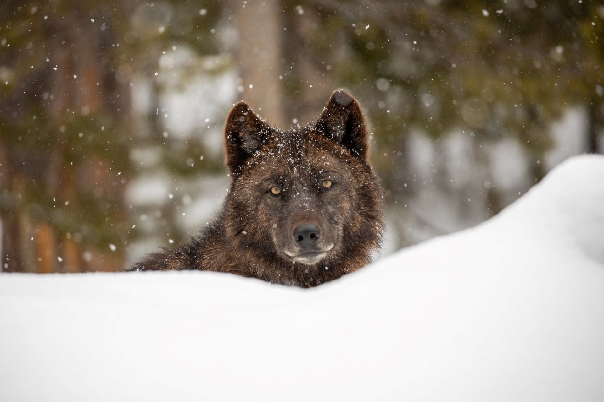 wolf-in-firehole-area-wapiti-pack-yellowstone-nps-jim-peaco-l-cropfinal