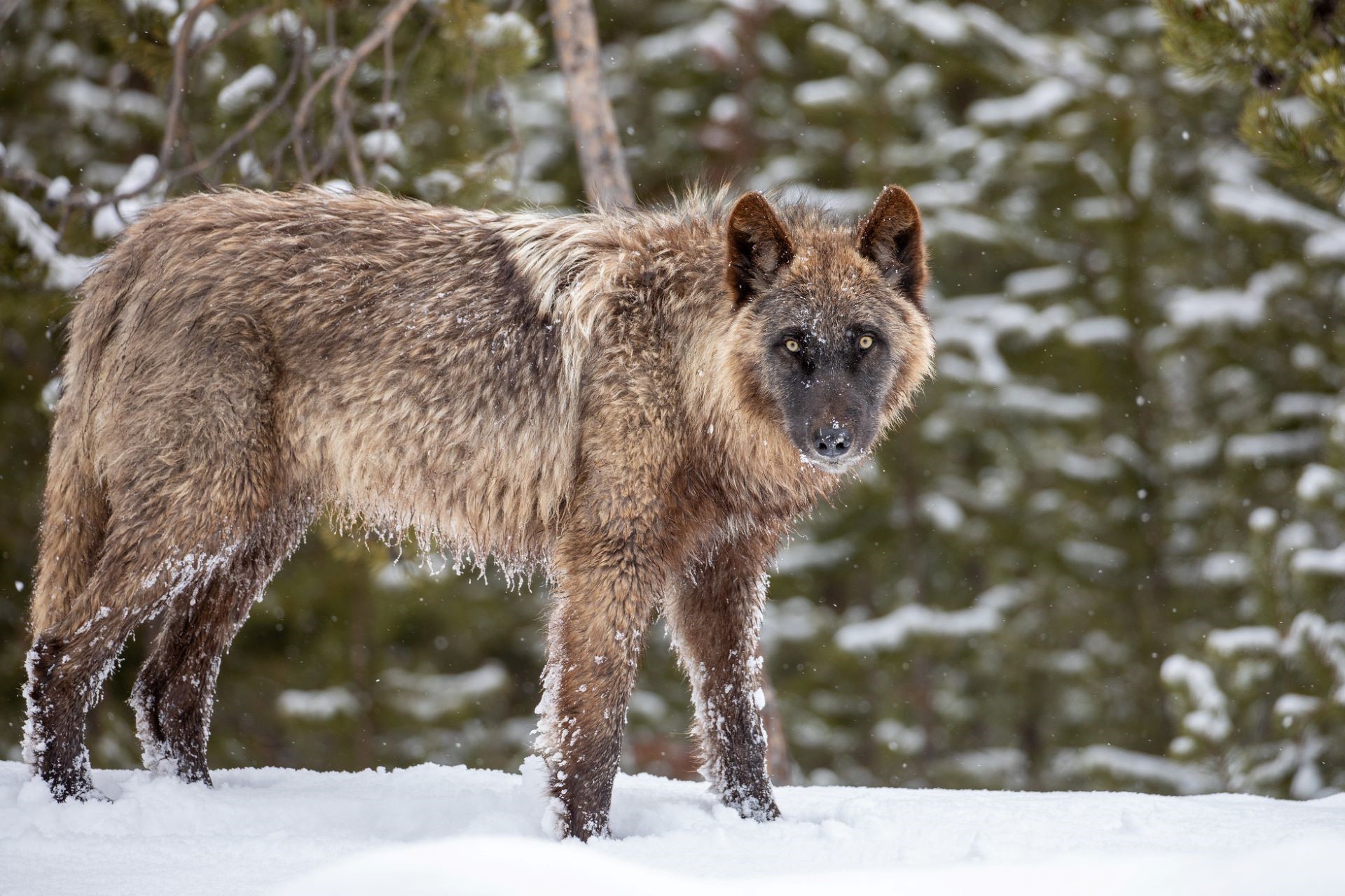 wolf-in-firehole-area-wapiti-pack-yellowstone-nps-jim-peaco-l-cropped