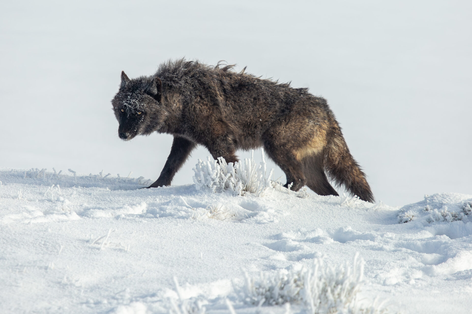 wolf-in-hayden-valley-yellowstone-nps-ashton-hooker-xl