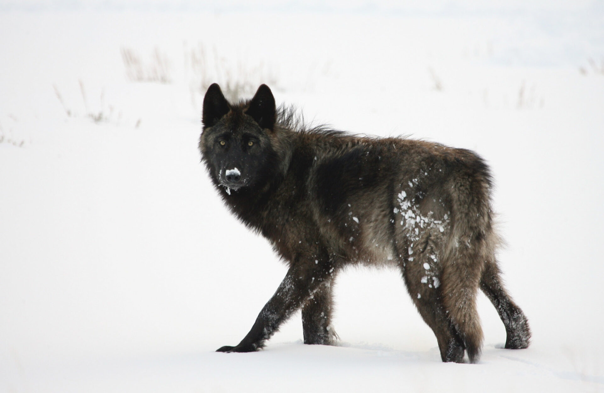 wolf-in-lamar-valley-yellowstone-nps-jim-peaco-l