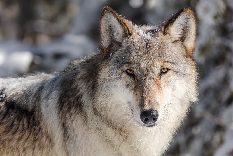 wolf-portrait-taken-from-a-vehicle-in-apullout-yellowstone-jacob-frank (1) wolf-portrait-taken-from-a-vehicle-in-apullout-yellowstone-jacob-frank (1)