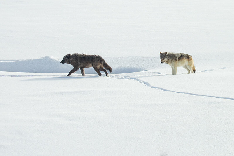 wolves-in-hayden-valley-yellowstone-nps-ashton-hooker (1) wolves-in-hayden-valley-yellowstone-nps-ashton-hooker (1)