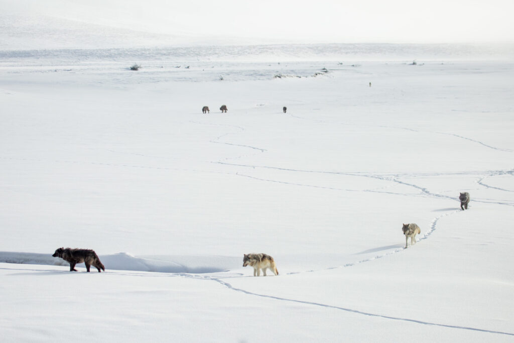 wolves-in-hayden-valley-yellowstone-nps-ashton-hooker (3)