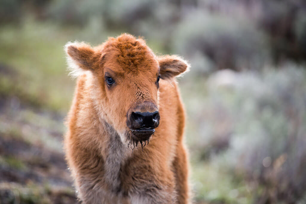 yellowstone-bison-calf-portrait-nps-jake-frank
