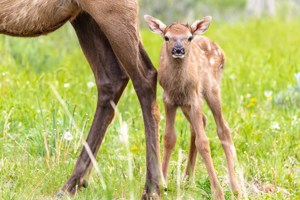 yellowstone-elk-calf-standing-close-nps-jake-frank