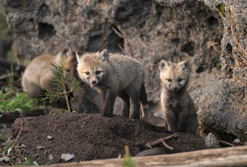 yellowstone-fox-kits-nps-jim-peaco