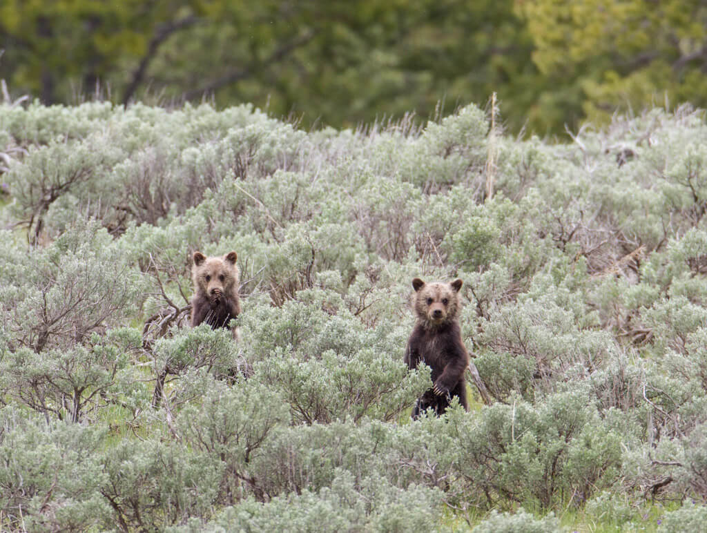 yellowstone-grizzly-cubs-standing-nps-jim-peaco