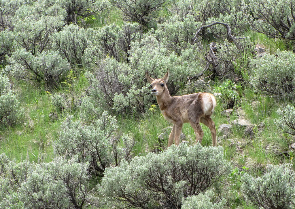 yellowstone-pronghorn-fawn-nps-jane-olson