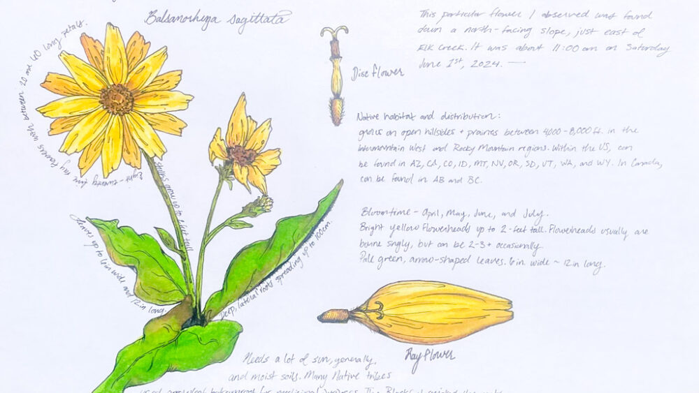 Nature journaling of wildflowers by Yellowstone Institute Field Educator, Piper Jefferson