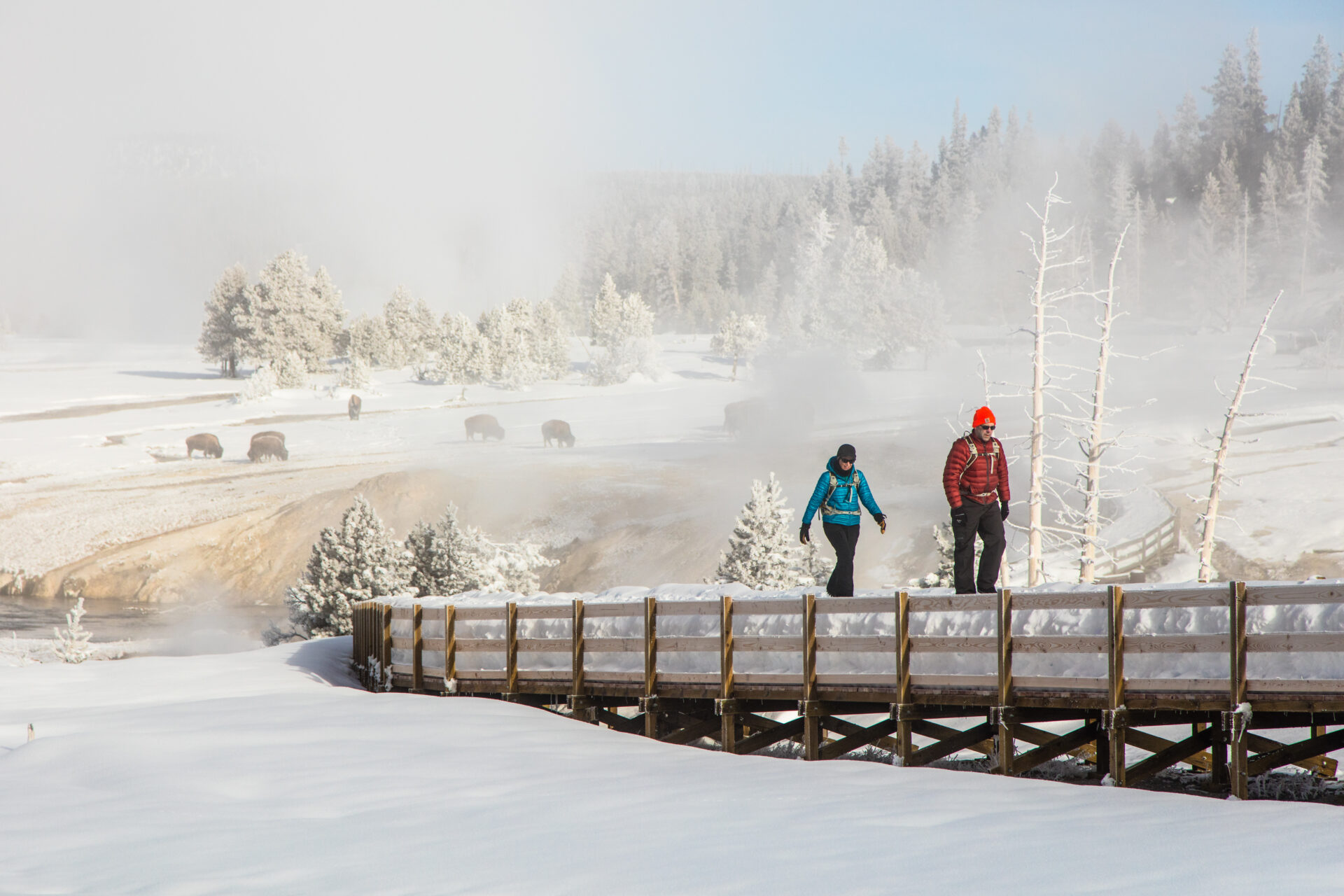 exploring-the-boardwalks-near-castle-geyser-nps-jacob-frank-yellowstone-forever