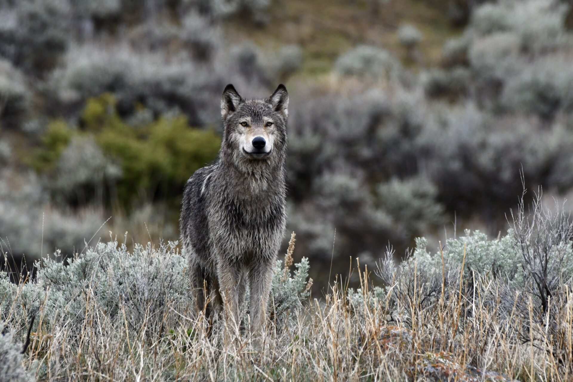 8-mile-wolf-amanda-evans-yellowstone-forever