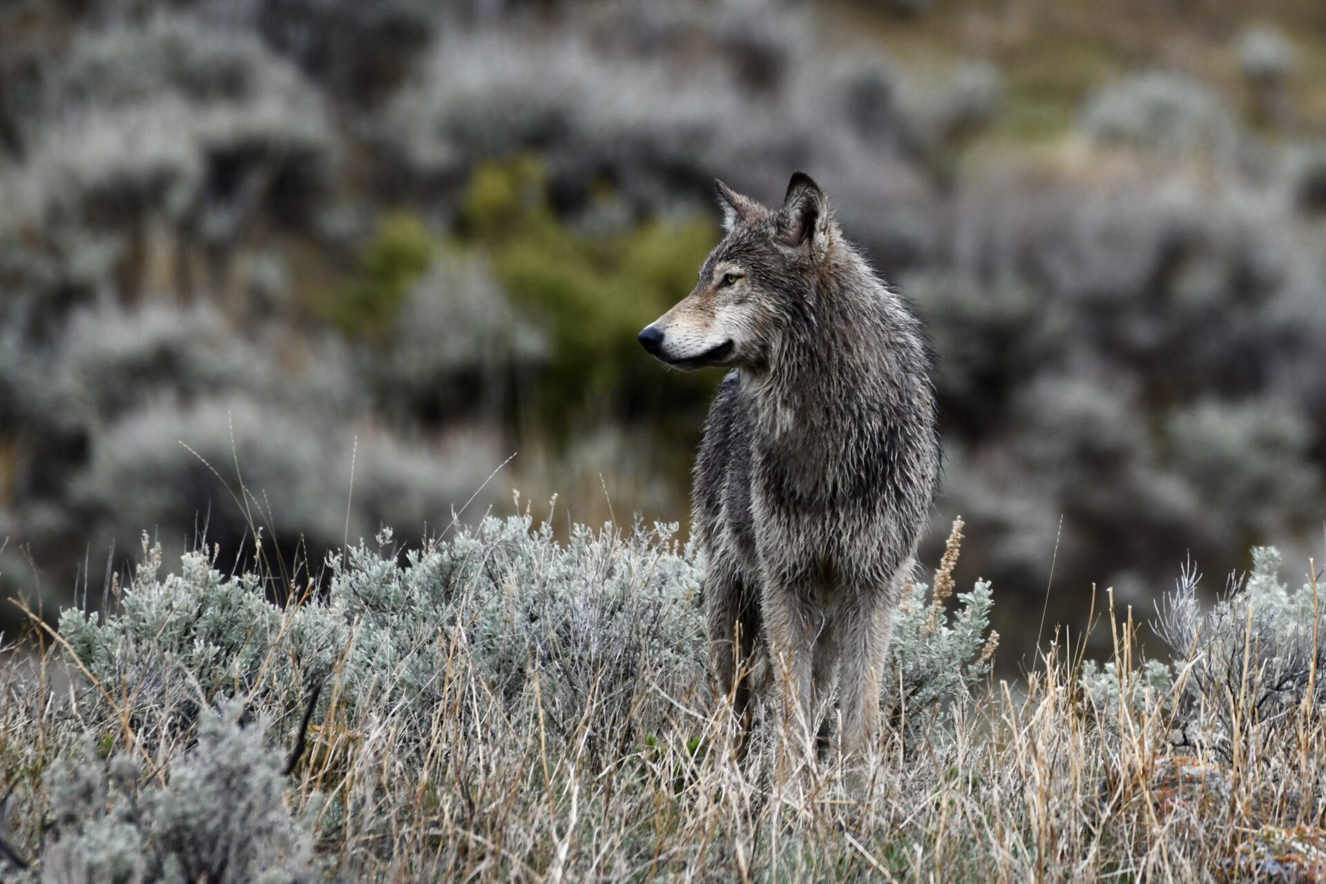 8-mile-wolf-side-amanda-evans-yellowstone-forever 8-mile-wolf-side-amanda-evans-yellowstone-forever