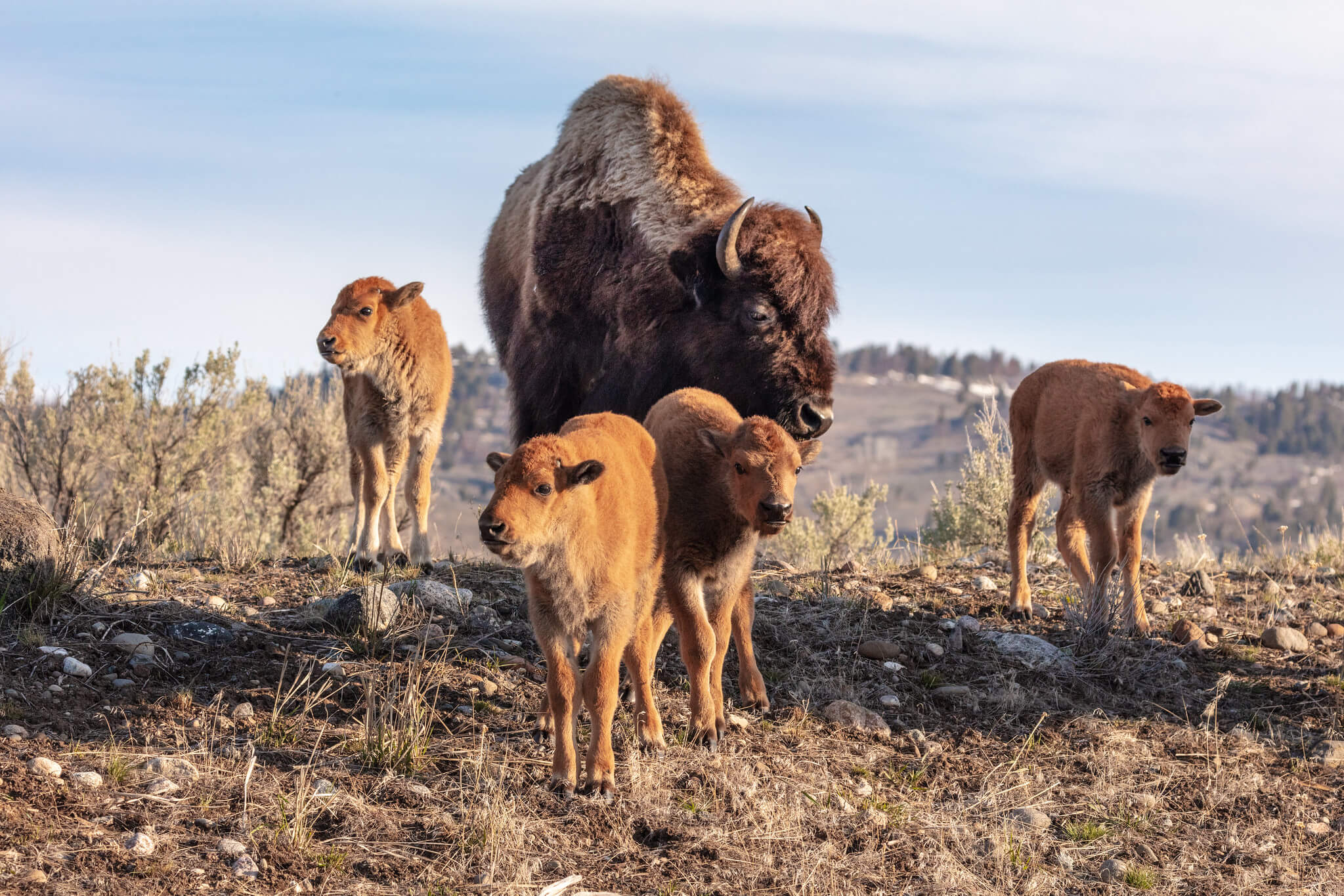 a-cow-bison-and-4-red-dogs-in-lamar-valley-nps-jacob-frank-yellowstone-large (1) a-cow-bison-and-4-red-dogs-in-lamar-valley-nps-jacob-frank-yellowstone-large