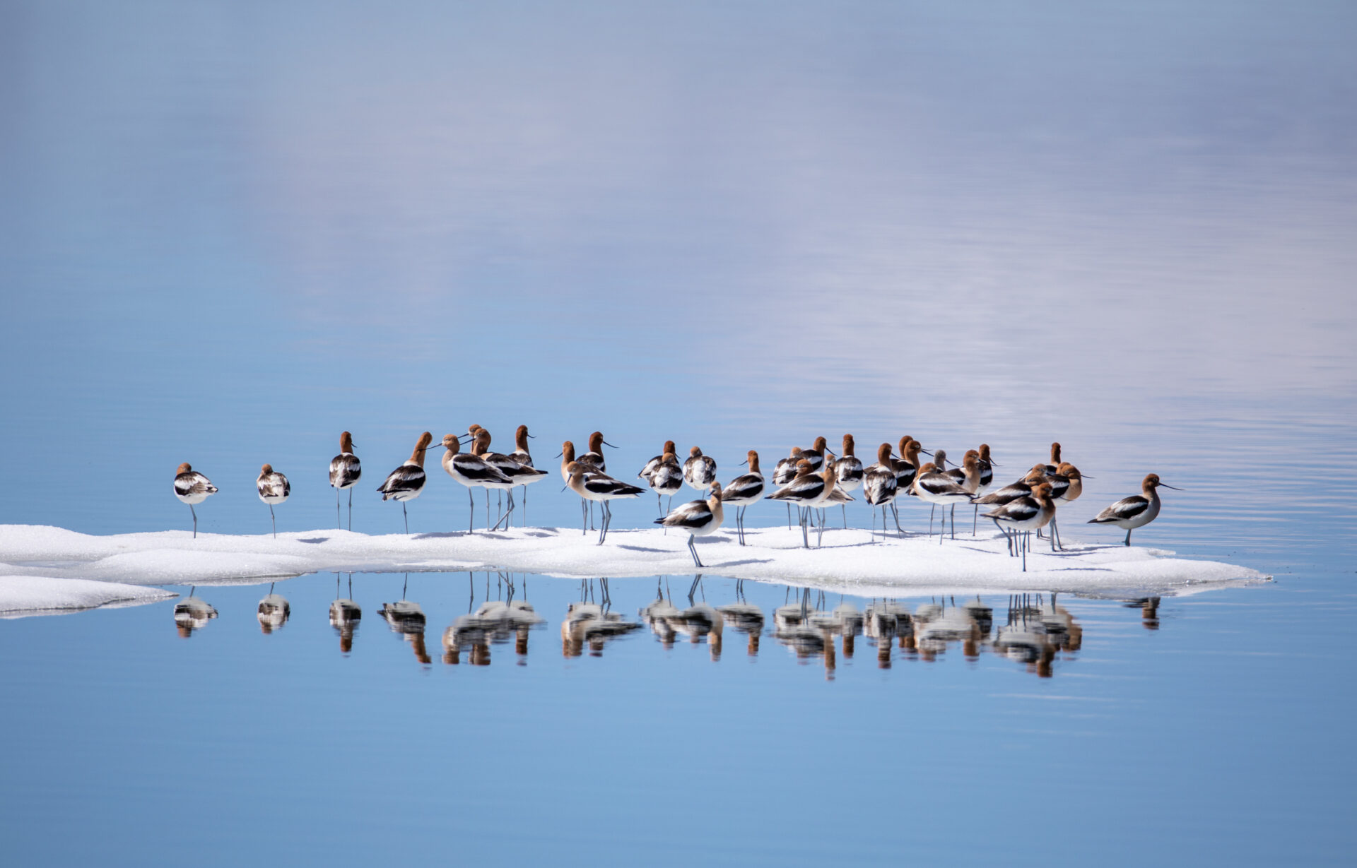 American Avocets at Yellowstone Lake. Photo by NPS / Jim Peaco | Yellowstone Forever