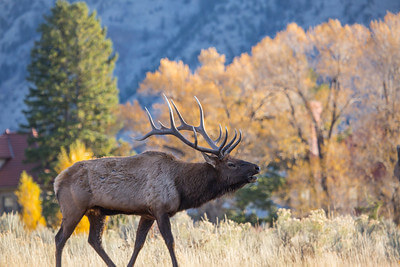 bull-elk-bugling-mammoth-hot-springs-nps-neal-herbert-yellowstone-small (1) bull-elk-bugling-mammoth-hot-springs-nps-neal-herbert-yellowstone-small