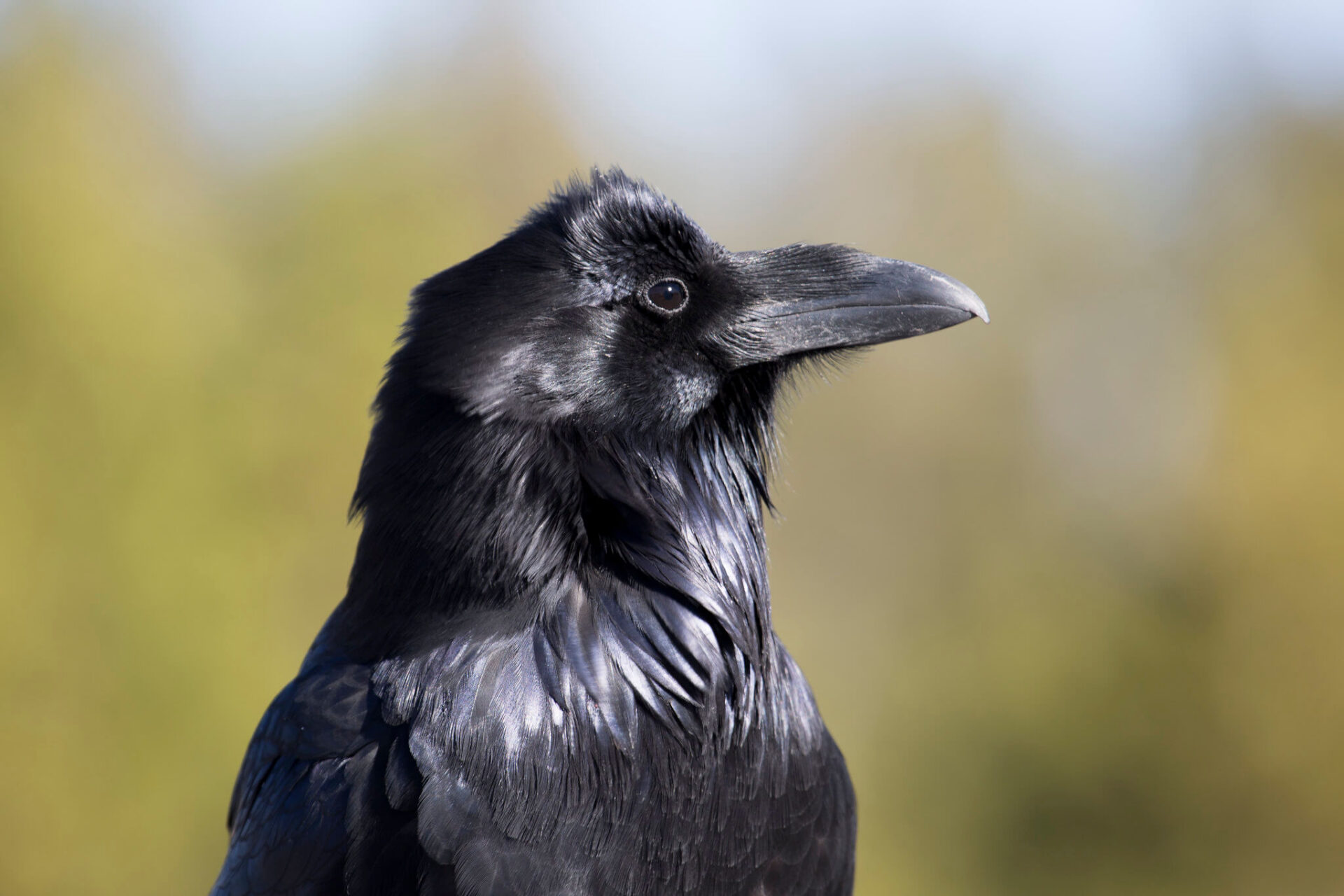 common-raven-nps-neal-herbert-yellowstone-large (1) common-raven-nps-neal-herbert-yellowstone-large (1)