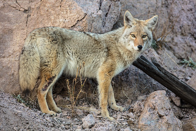 coyote-with-leg-wound-nps-jacob-w-frank-yellowstone-small