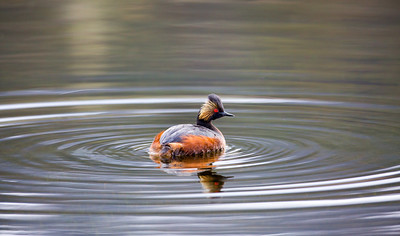 eared-grebe-near-mammoth-nps-neal-herbert-yellowstone-small eared-grebe-near-mammoth-nps-neal-herbert-yellowstone-small