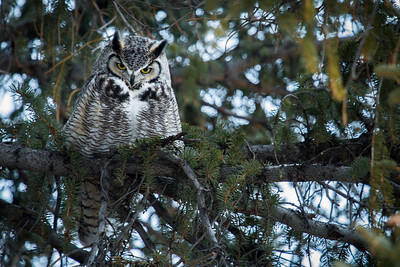 great-horned-owl-at-mammoth-nps-neal-herbert-yellowstone-small (1) great-horned-owl-at-mammoth-nps-neal-herbert-yellowstone-small (1)