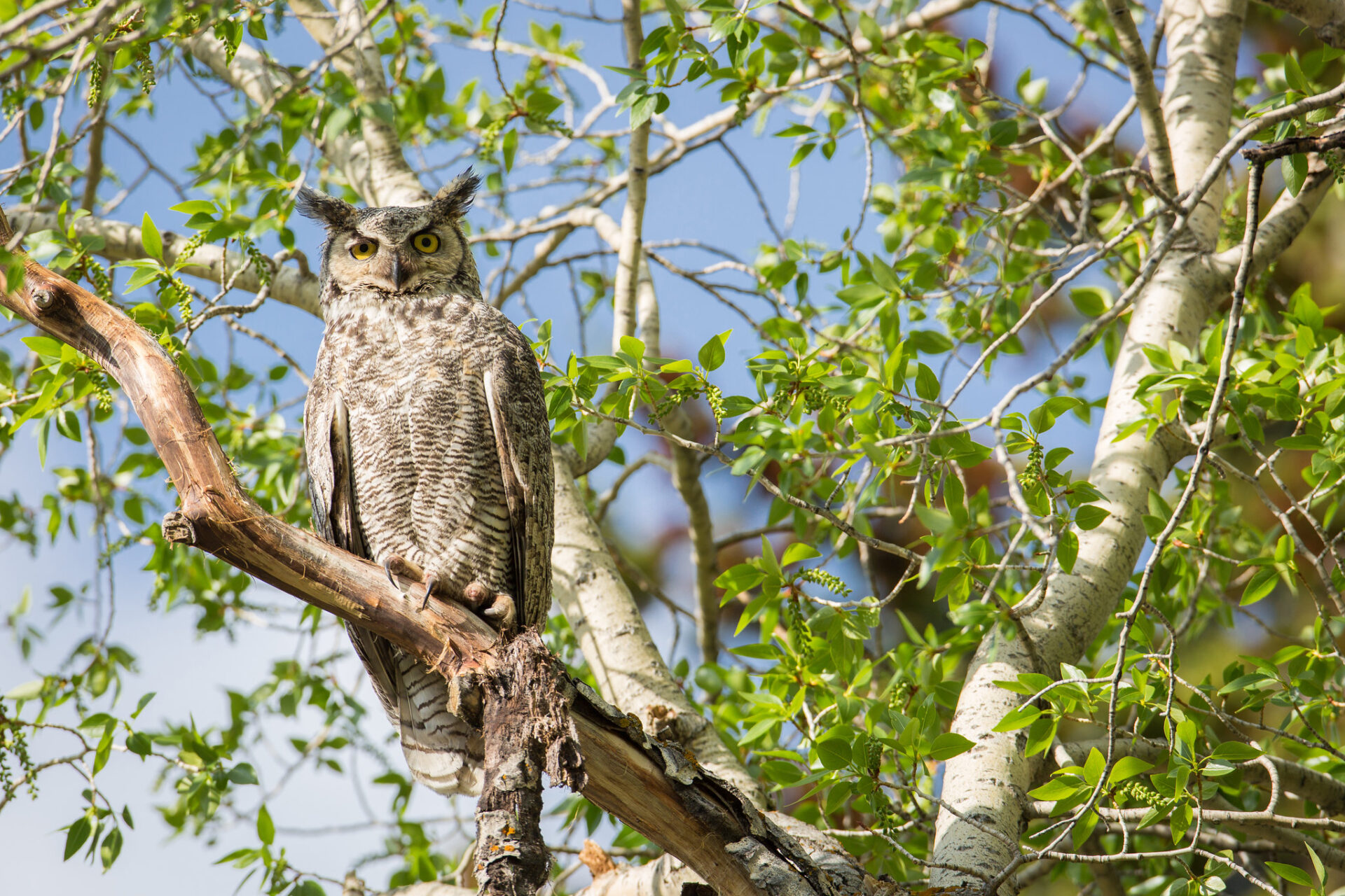 great-horned-owl-nps-neal-herbert-yellowstone-large