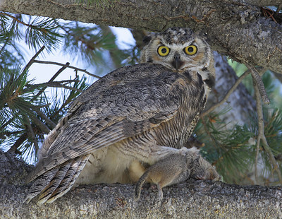 great-horned-owl-with-uinta-ground-squirrel-at-mammoth-hot-springs-nps-yellowstone (1) great-horned-owl-with-uinta-ground-squirrel-at-mammoth-hot-springs-nps-yellowstone (1)