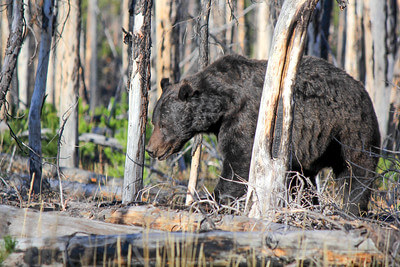 grizzly-on-howard-eaton-trail-near-lake-nps-eric-johnston-yellowstone-small