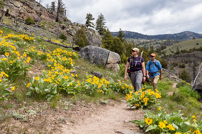 hikers-with-arrowleaf-balsamroot-nps-jacob-w-frank-yellowstone-small (1) hikers-with-arrowleaf-balsamroot-nps-jacob-w-frank-yellowstone-small